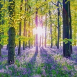 Puzzle Douces Campanules Bleues en Forêt 1000 pièces