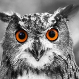 Puzzle Hibou curieux 1000 pièces ENJOY