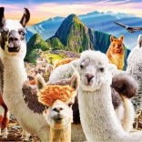 puzzle 200 pièces llamas selfie