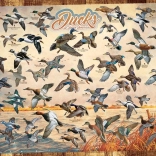 Puzzle COBBLE HILL Canards d’Amérique du Nord 1000 pièces