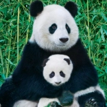 Puzzle EUROGRAPHICS Panda avec son petit 1000 pièces