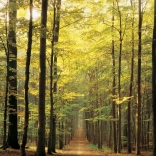 EUROGRAPHICS puzzle 1000 pièces – chemin forestier