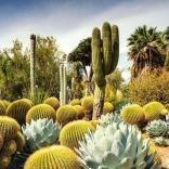 Puzzle 1000 pièces – jardin désertique de Huntington, USA