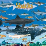Puzzle Requins 100 pièces