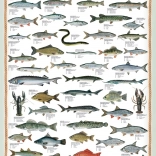 EUROGRAPHICS Puzzle Poissons d'eau douce 1000 pièces