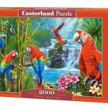 Puzzle 2000 pièces Parrot Meeting
