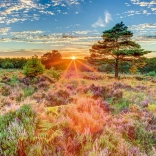 Puzzle Coucher de soleil sur la lande 1000 pièces