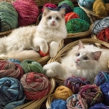 Puzzle Chat Ragdoll 1000 pièces Cobble Hill