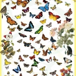 Puzzle Papillons 1000 pièces