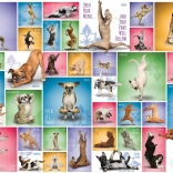 Puzzle EUROGRAPHICS Yoga canine 1000 pièces