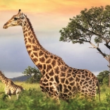 Puzzle famille de girafes 1000 pièces