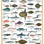 puzzle poissons marins 1000 pièces
