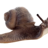 Escargot réaliste en plastique – modèle décoratif et éducatif