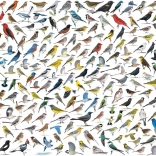 Puzzle Monde des oiseaux 1000 pièces de EUROGRAPHICS