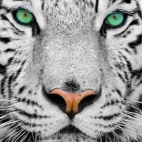 Enjoy puzzle tigre blanc de Sibérie 1000 pièces