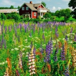 Puzzle 500 pièces Prairie en Suède