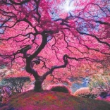 Puzzle Arbre rose 1000 pièces