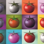 Puzzle Pop Art tomates 1000 pièces