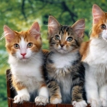 Norimpex Peinture au diamant Chat 30x40 cm