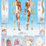 Puzzle EuroGraphics Corps humain 1000 pièces