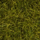 Noch herbe statique prairie sauvage 12 mm