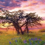 Puzzle panoramique Chêne Columbia Hills State Park 2000 pièces