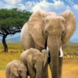 EUROGRAPHICS Puzzle Save Our Planet : Éléphants XL 250 pièces