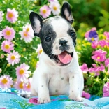 Puzzle 500 pièces French Bulldog Puppy