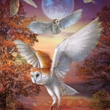 Puzzle Chouettes nocturnes 1000 pièces ART PUZZLE