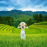 Puzzle 1000 pièces Rizières au VIETNAM