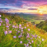 Puzzle Campanules au lever du soleil 500 pièces