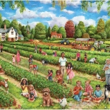 Puzzle Falcon Récolte de fraises 1000 pièces