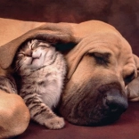 Puzzle Clementoni 500 pièces Cuddles