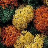 Mousse décorative Herbst de Noch