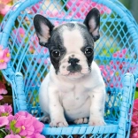 Puzzle 100 pièces Bouledogue français