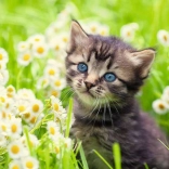 Puzzle Ravensburger Chaton dans le pré 500 pièces