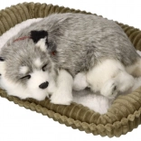 Chiot husky d’Alaska respirant