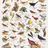 Puzzle Oiseaux 1000 pièces