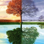 Puzzle L’arbre des quatre saisons 500 pièces