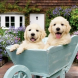 Puzzle ANATOLIAN chiots dans une charrette 260 pièces