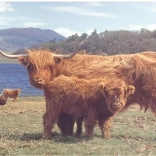 Puzzle Highland écossais 1000 pièces