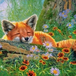 Puzzle 500 pièces Foxy Dreams
