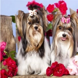 Peinture diamant Chiots parmi les roses 30 × 40 cm