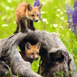 RAVENSBURGER puzzle renards curieux xxl 300 pièces