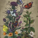 Puzzle Cycle de vie du Papillon 1000 pièces