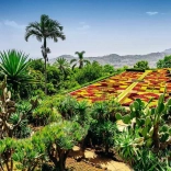 Puzzle 1000 pièces Jardin botanique de Madère Portugal RAVENSBURGER