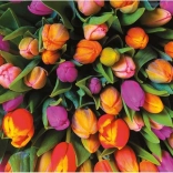Puzzle Piatnik Tulipes 1000 pièces