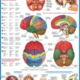 EUROGRAPHICS Puzzle Cerveau Humain 1000 Pièces