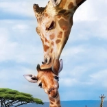 Eurographics Puzzle Save Our Planet : girafes XL 250 pièces