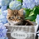 Puzzle RAVENSBURGER Petit chaton XXL 300 pièces